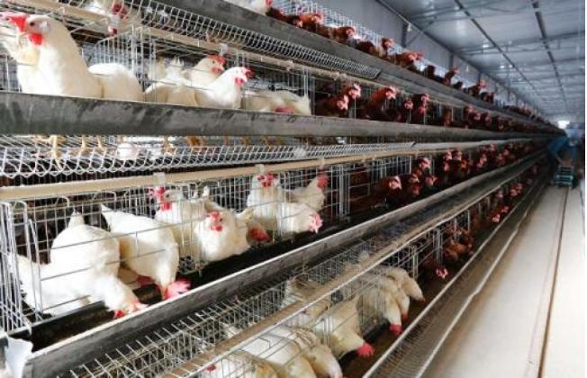 养好蛋禽技巧,蛋鸡养殖技术与管理