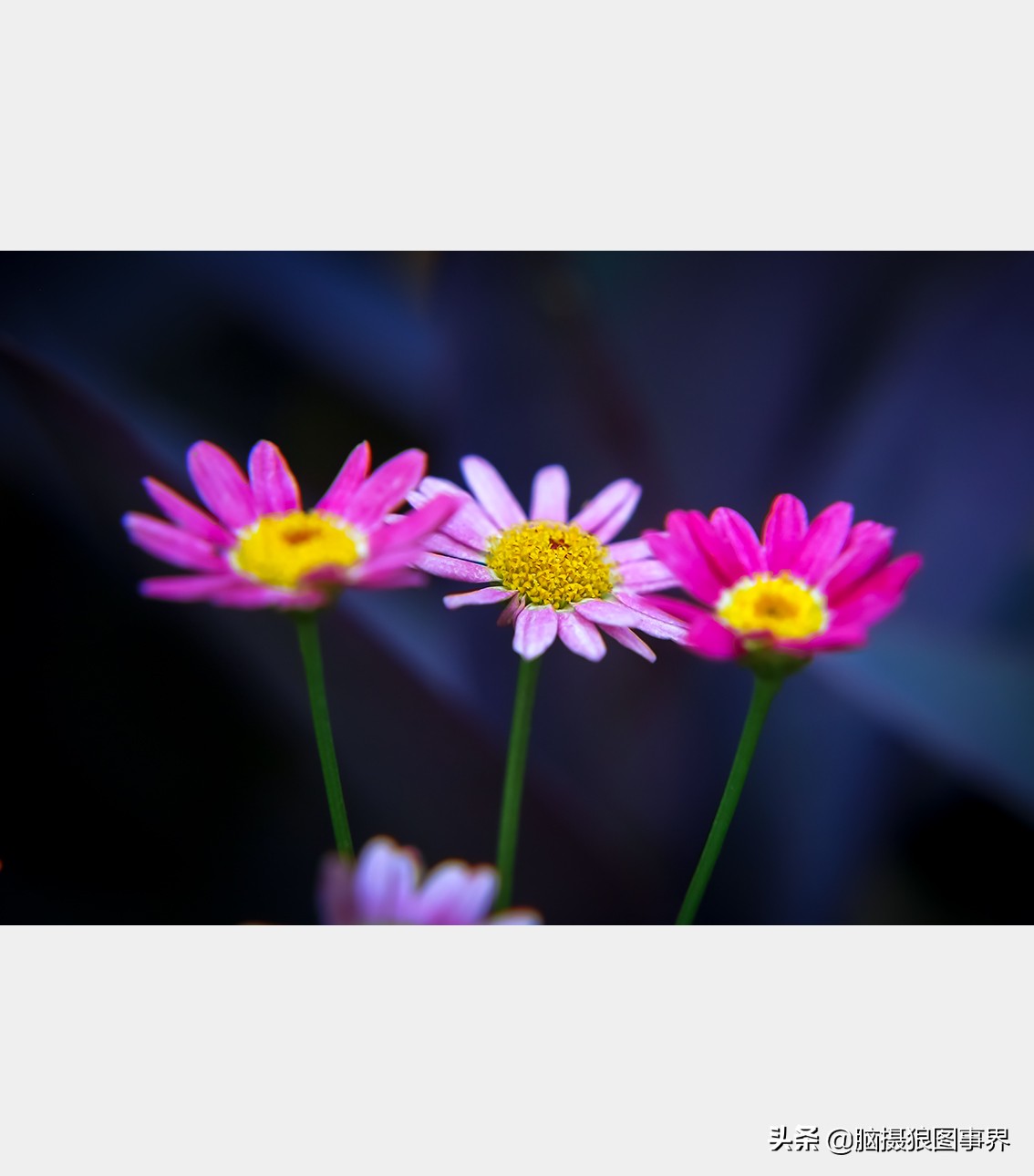 佳能24105红圈镜头测评,佳能24105红圈镜头价位