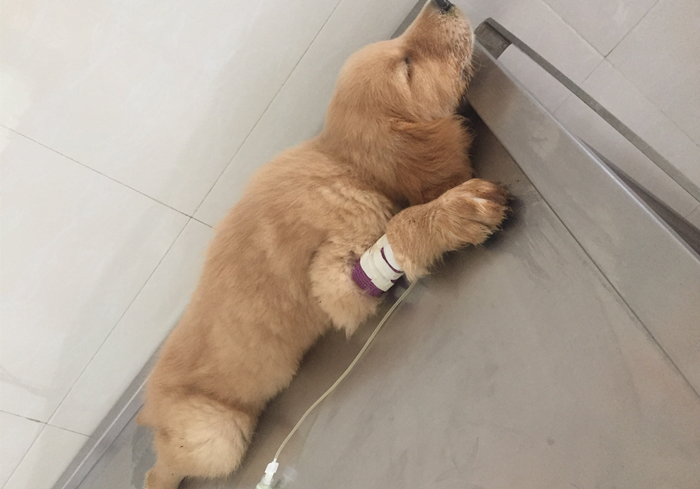 狗狗流鼻血是什么病的前兆,狗狗鼻口有白色浓鼻涕是怎么回事