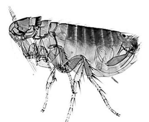 跳蚤和虱子对人体有害吗,跳蚤对猫狗有什么影响
