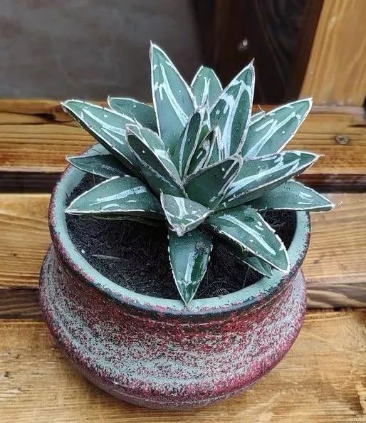 八种好看又好养的多肉，看看你家养了几种？