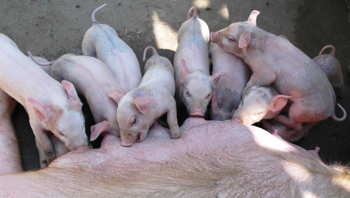 母猪中暑了怎么处理,即将临产母猪中暑症状