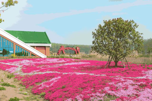 森氧之地，秋游必选！金湖万亩水上森林，真的别有趣味