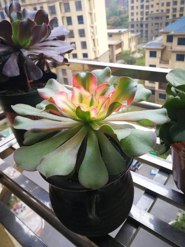 多肉法师韶羞现在能摘心吗,韶羞法师和荷兰玫瑰法师的区别