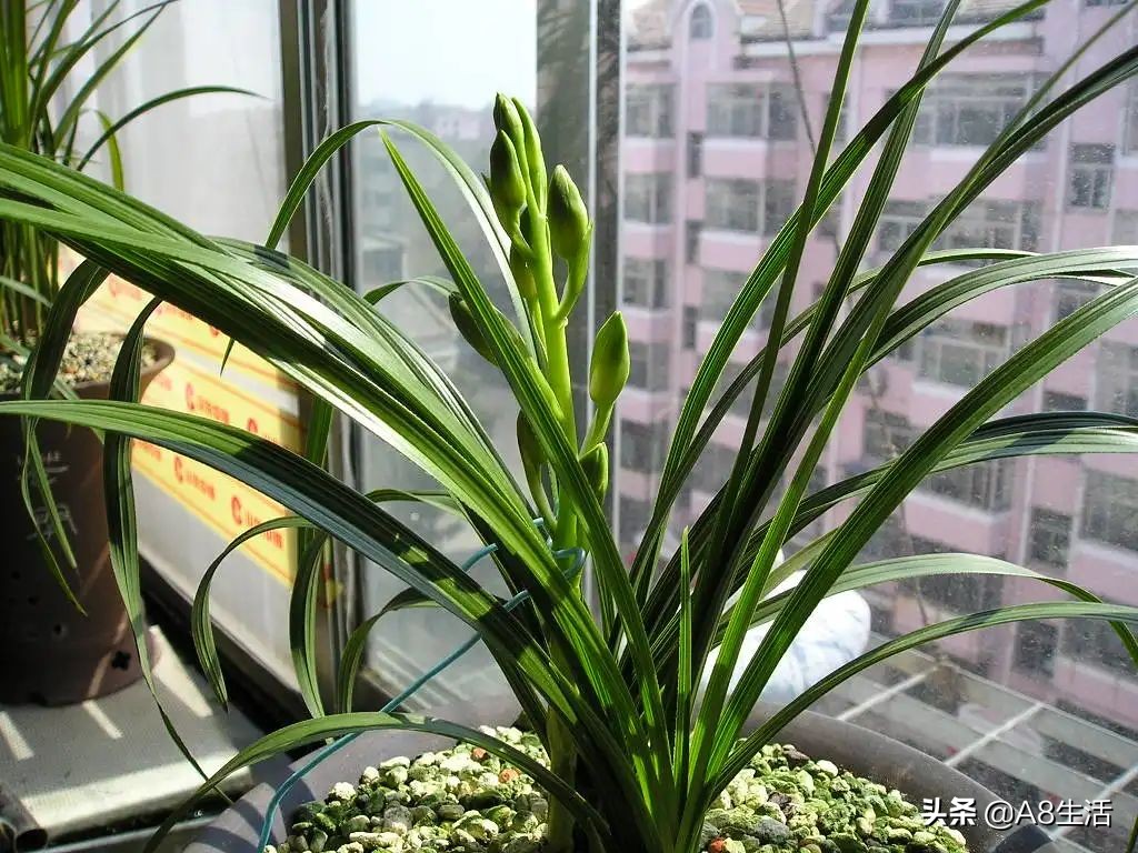 每日一兰花故事～中国兰花.惠兰名品.大一品