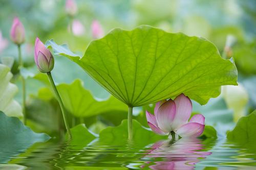 为啥莲藕出淤泥而不染,莲藕出淤泥而不染为什么