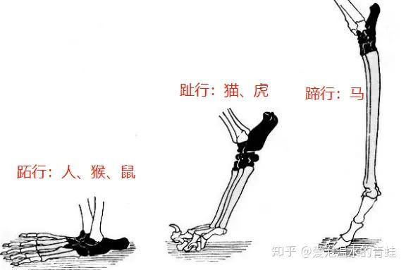 大象长高,大象怎么长高的