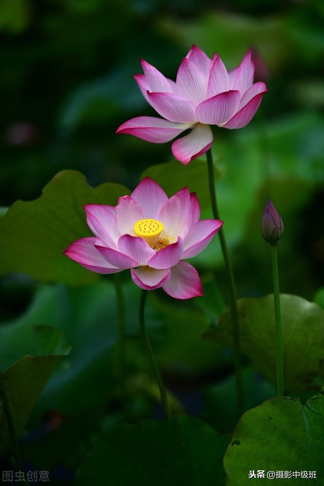 新手也能拍得好荷花摄影技巧,拍荷花的九个技巧