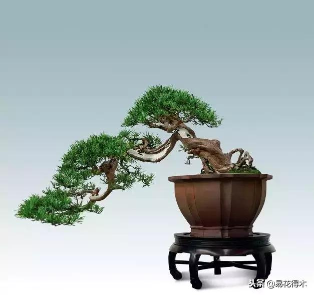 鬼斧神工的侧柏盆景图,鬼斧神工盆景效果图