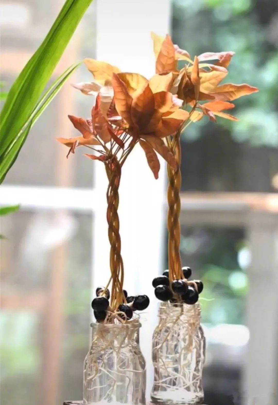 玉米棒子插水里，7天冒出小森林