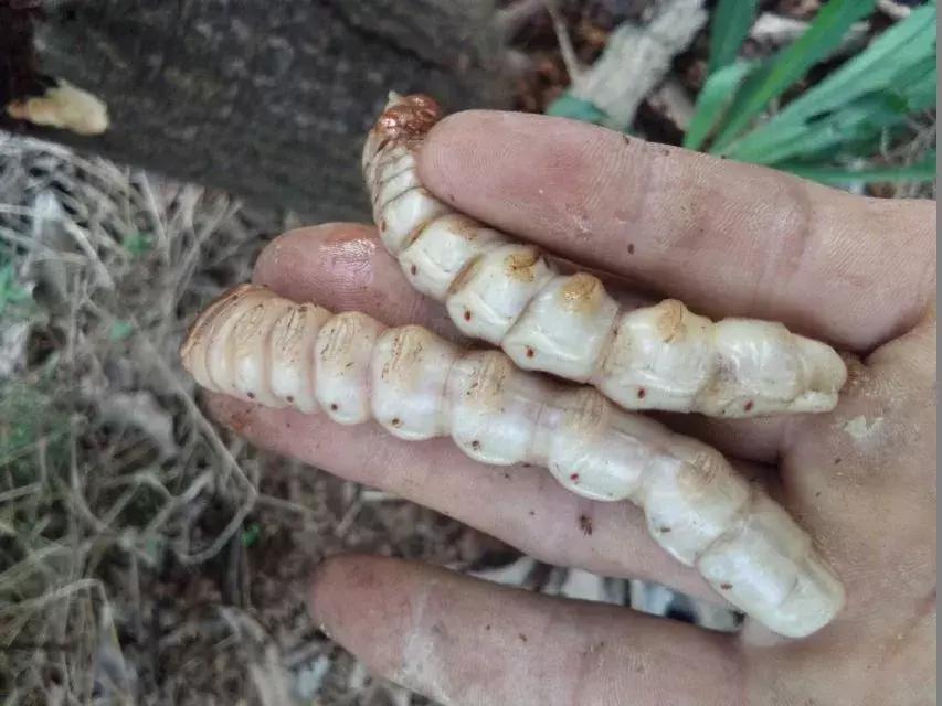 柑橘爆皮虫应该如何防治,柑橘爆皮虫的防治最佳时期