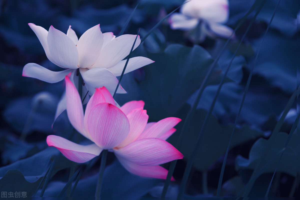 浮云吹作雪世味煮成茶下联的意思,浮云吹作雪世味煮成茶是什么意思