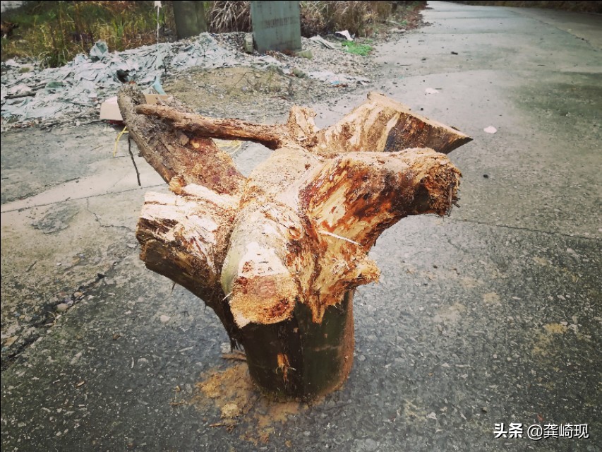 用根雕茶桌喝茶,根雕小茶桌泡茶