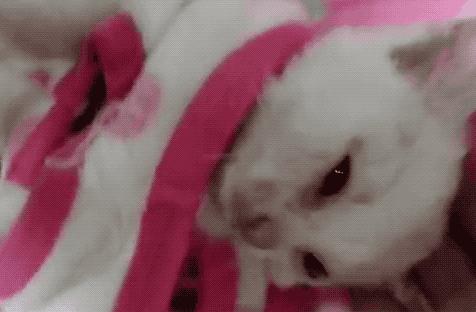 鐚吇浜虹被,鐚吇鍏殑绮樹汉杩樻槸姣嶇殑绮樹汉