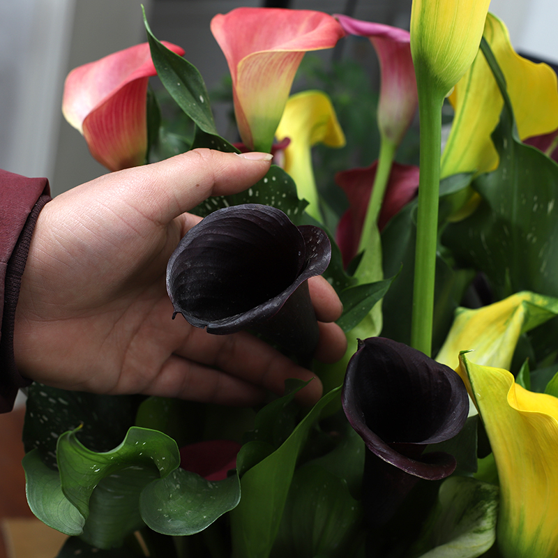 马蹄莲适合在客厅养殖吗,马蹄莲的介绍和养殖推荐