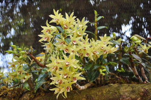 野生铁皮石斛一般多少一克,野生铁皮石斛多少一两
