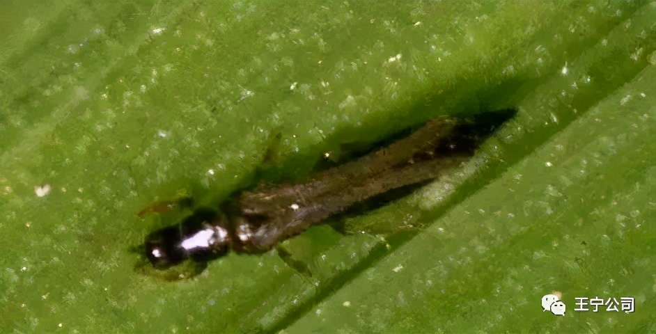 夏播玉米虫害图片大全,玉米虫害图谱高清大图