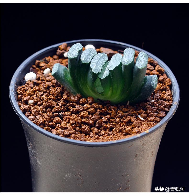 多肉植物赫拉的繁殖方法,九尾狐多肉植物繁殖方法