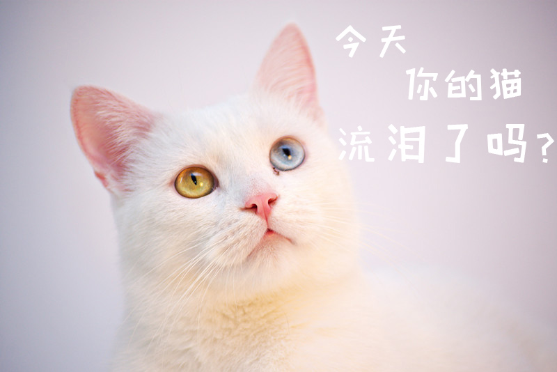 猫咪泪痕如何清洗美容,如何用妙招去除宠物泪痕