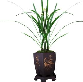 养兰花得雅趣,养兰知识大全