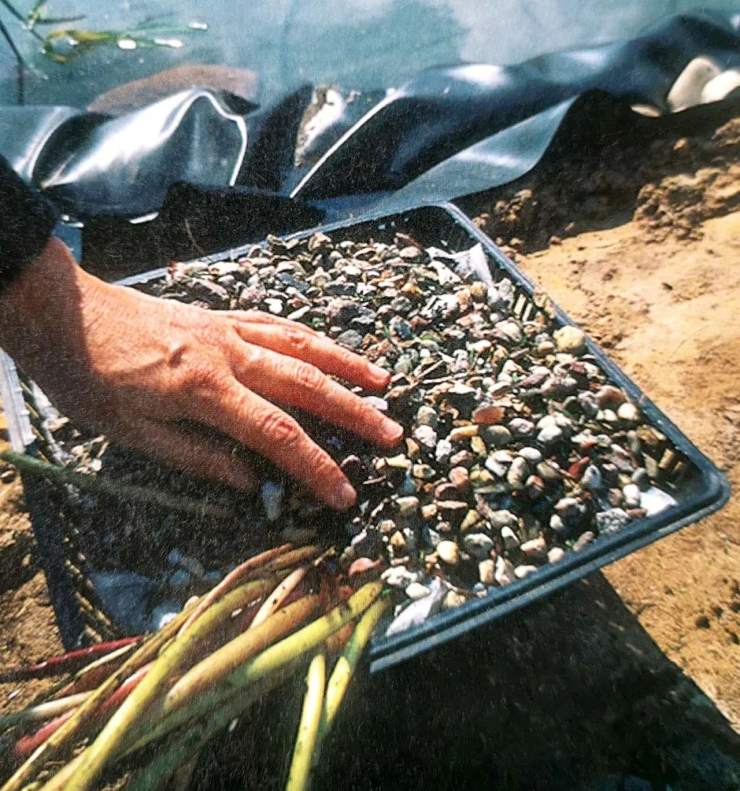 怎么让植物在水面上种植,什么植物可以种植在池塘里面