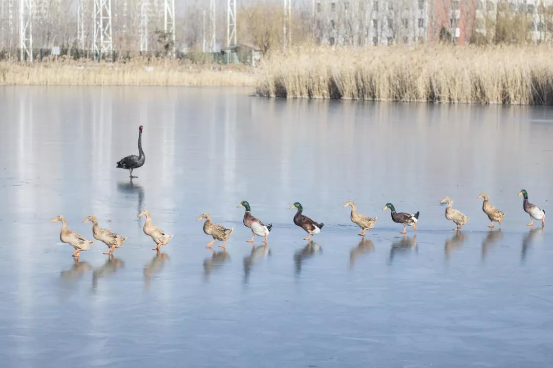 天津超奢华大学,天津大学旧校区取景