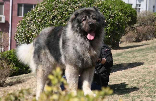 哈士奇在狗狗智商排名中排名第几,哈士奇在狗狗智商榜排名第几