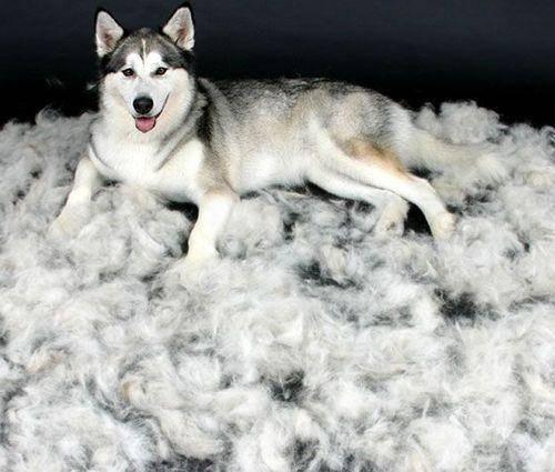 哈士奇为什么一直高高在上,为什么哈士奇每天都显得这么傻