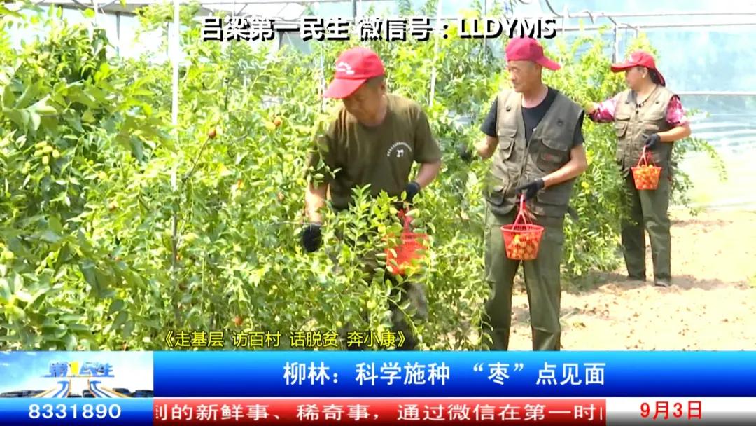 柳林：科学施种“枣”点见面