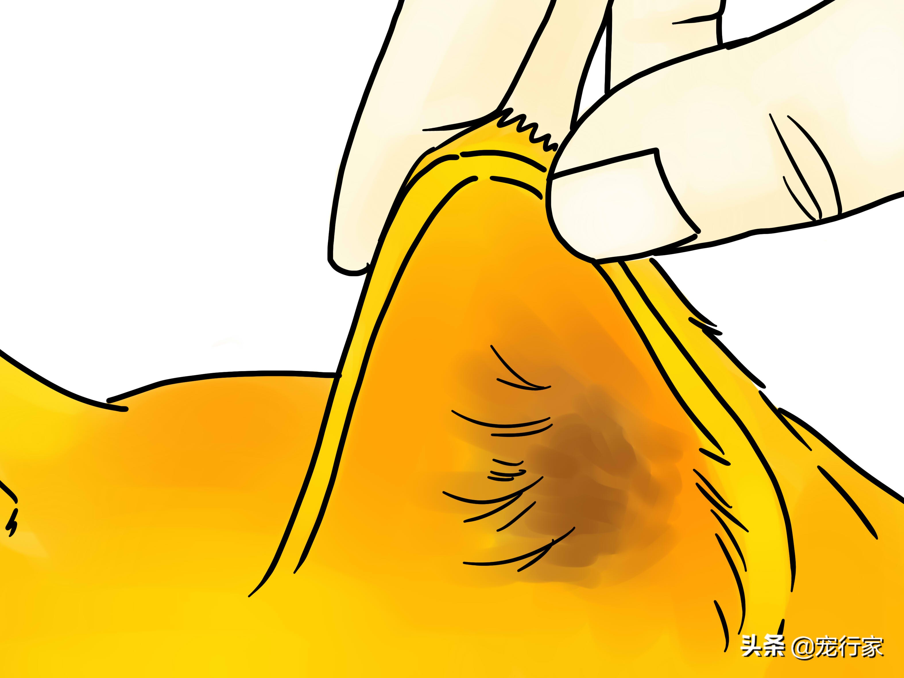 先天性失聪的猫咪能和猫咪交流吗,如何养一只耳聋的猫