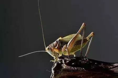 蝈蝈叫百日虫吗,蝈蝈为啥才75天就趴不动了