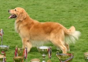 金毛晚上不睡觉怎么回事,如何教好金毛晚上休息