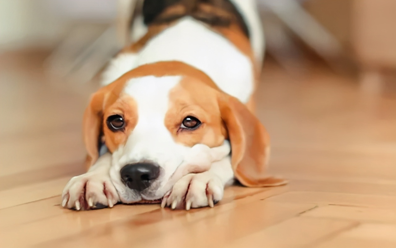 狗狗最近总是发抖是什么原因,狗狗最近经常发抖是什么原因