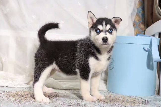 疫苗拉稀,打完疫苗拉稀怎么解决