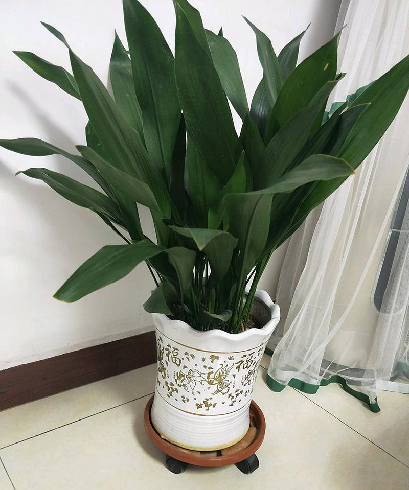 一叶兰根茎不透气会黄叶吗,一叶兰怎样才能枝繁叶茂