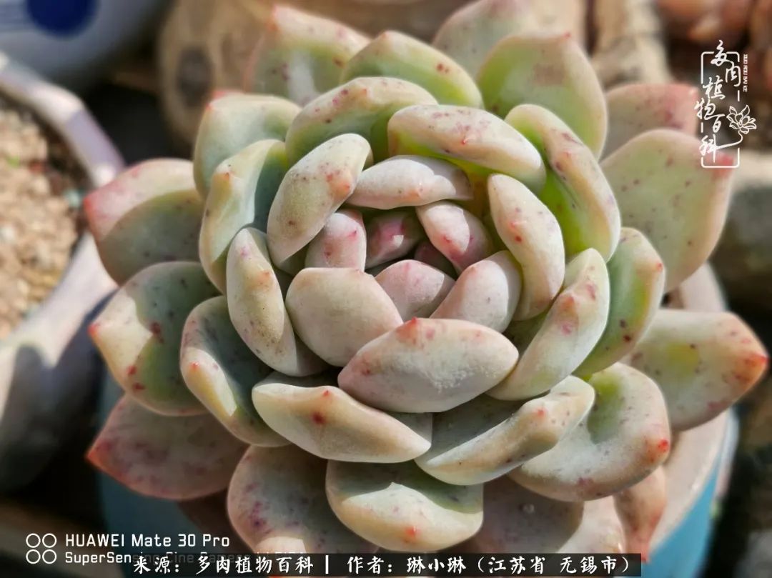 又到多肉变美时，一切都鼓励我积极向前