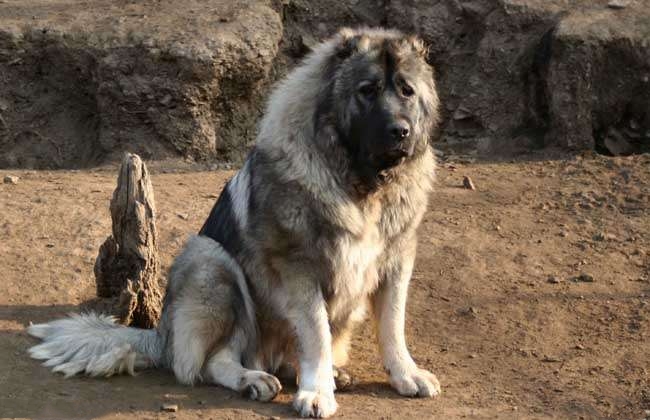 家里有熊孩子能养什么猛犬,家里面养几十条猛犬是什么体验