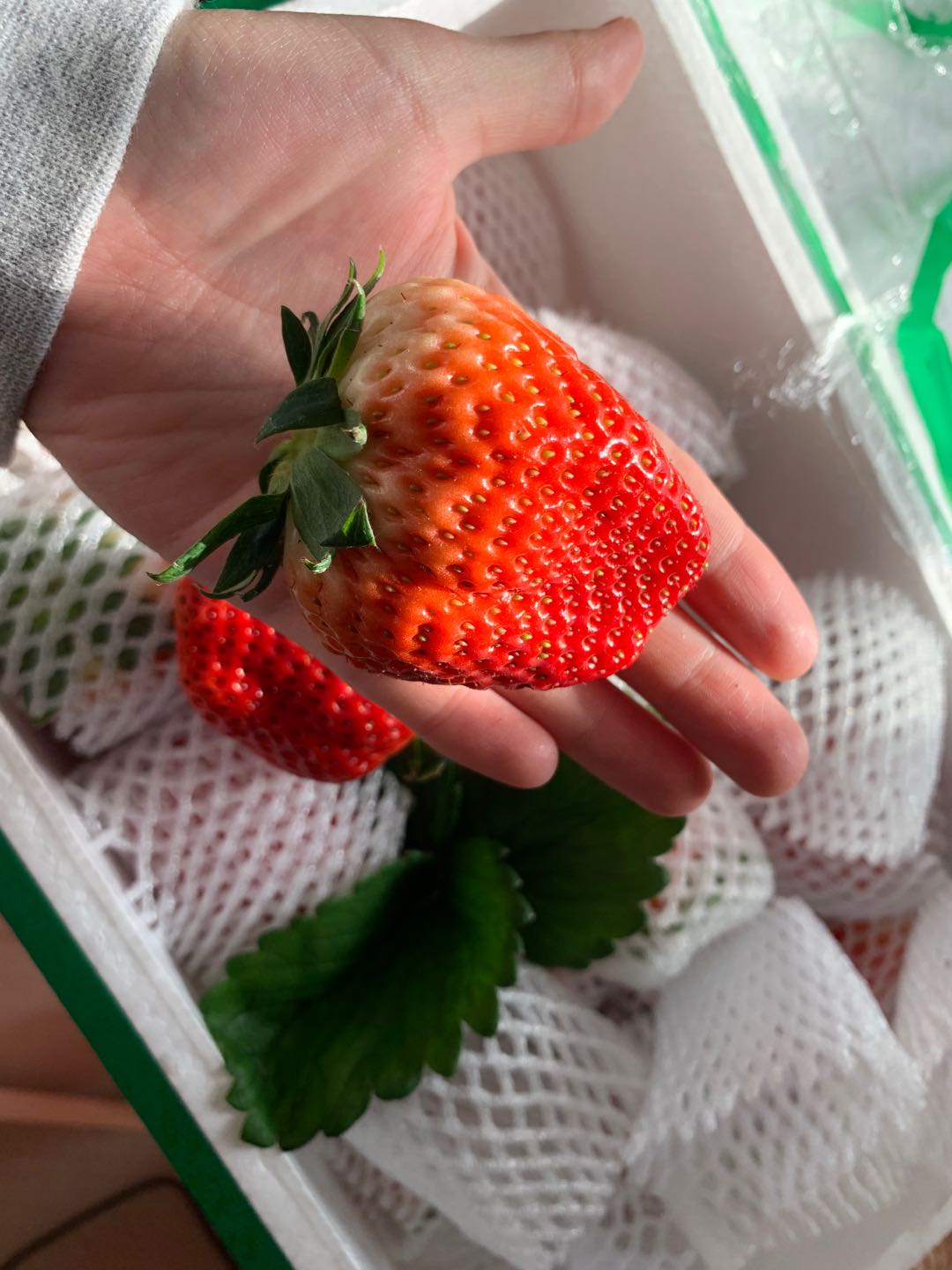 东港草莓一斤多少钱,丹东东港99草莓苗预定