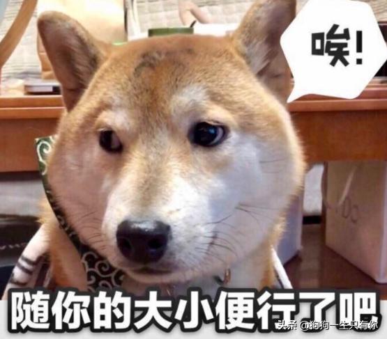 主人只要不在家狗狗乱拉尿怎么办,为什么主人在家狗狗就乱尿