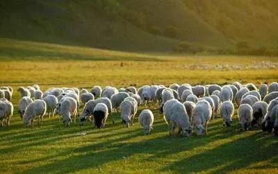 内蒙古大草原上的羊,内蒙古之行散文