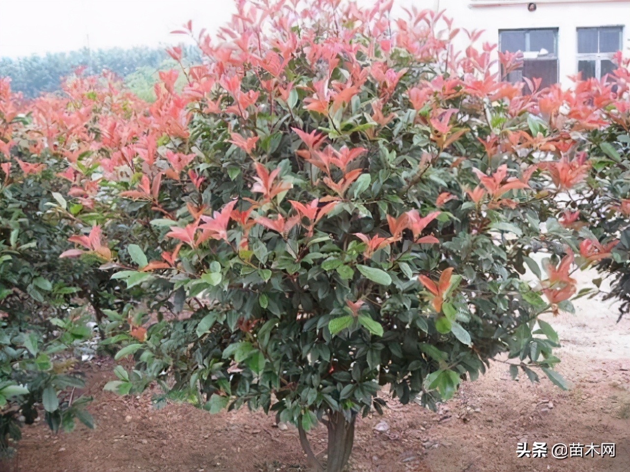 红叶石楠扦插枝条修剪工具,红叶石楠修剪技巧和方法