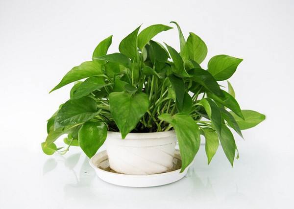 绿萝养着变黄是怎么回事,绿萝养着养着就黄了是什么原因