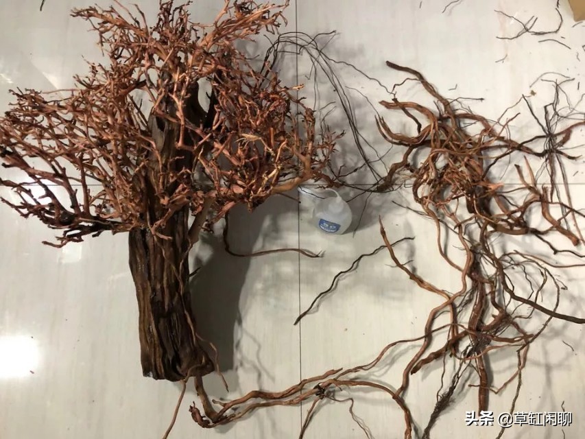 草缸造景新手入门,造景为什么一定要沉木或者杜鹃根