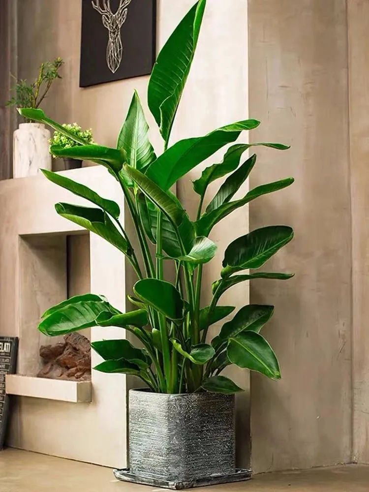 家养五种植物,家养绿叶花卉大全