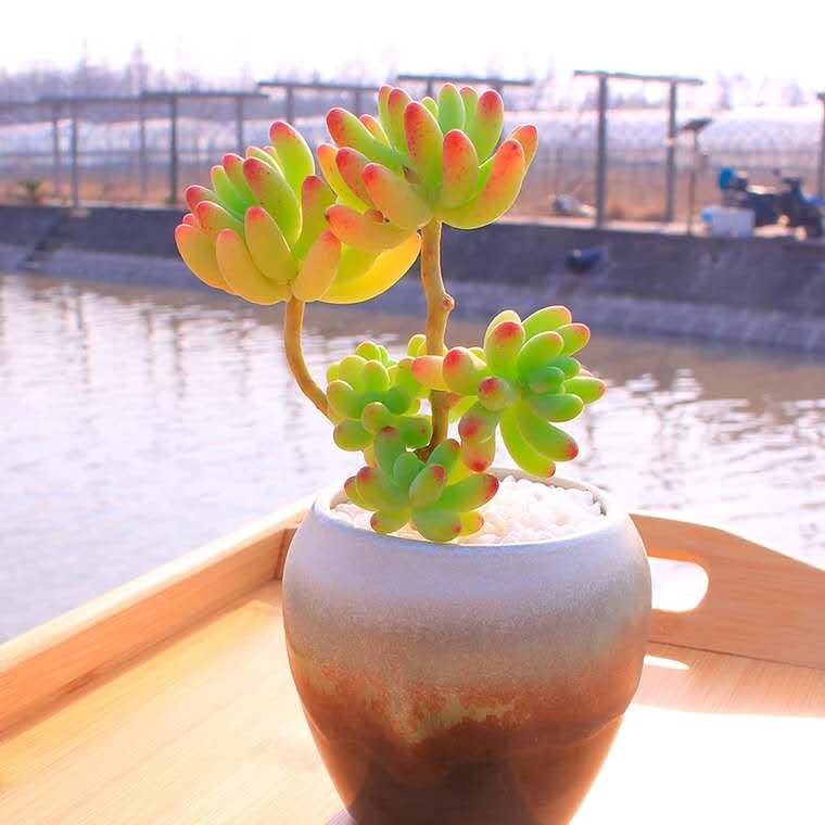 多肉七月怎么养,多肉怎么养才养得又肥又美丽