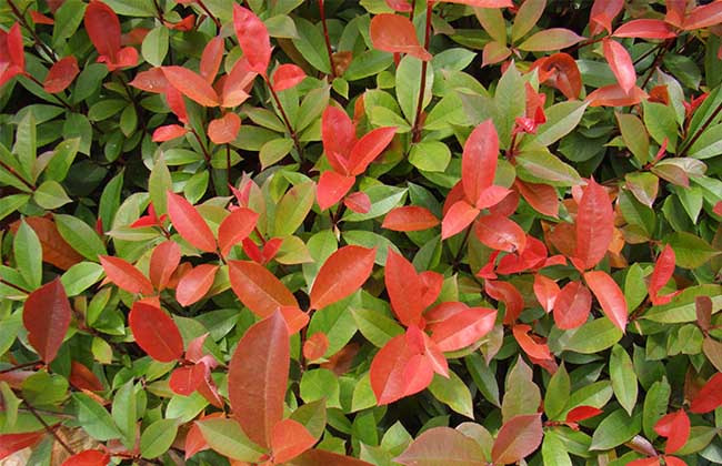 红叶石楠品种图片大全,红叶石楠可以嫁接哪些品种