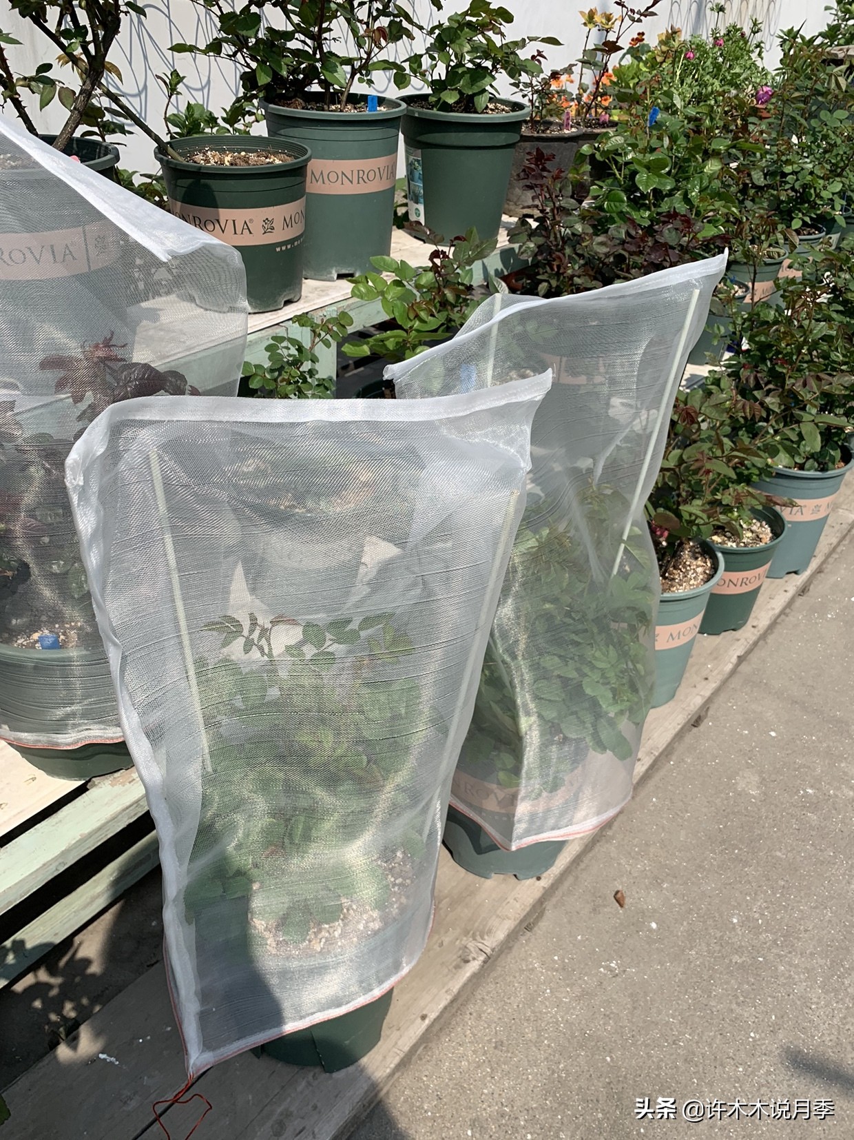 月季芽点都枯了月季还能活吗,月季枯萎了还能救活吗