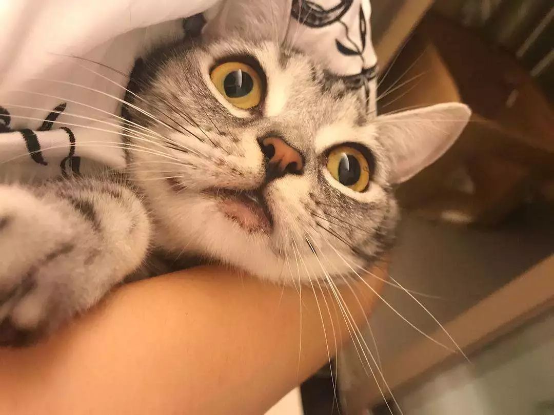 猫咪怎么治疗猫病最有效,新手养猫指南猫咪生病的征兆