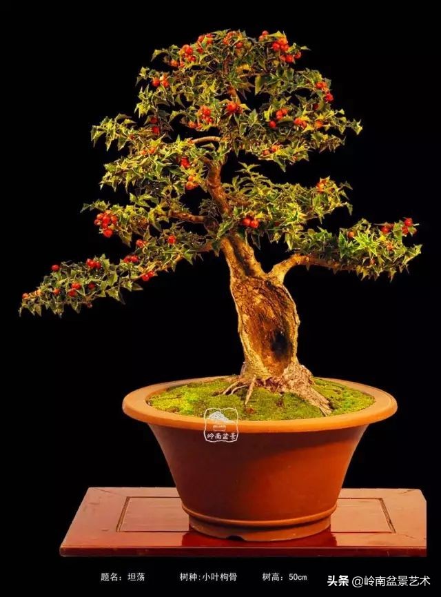 杂木盆景也毫不逊色,杂木盆景值钱吗