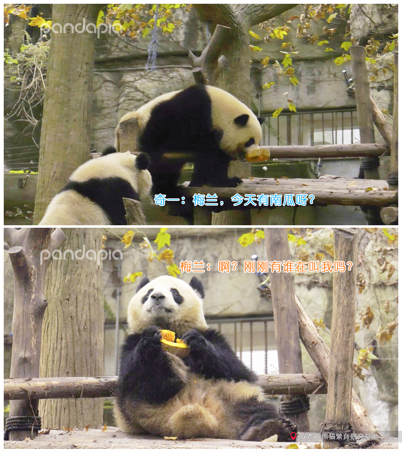 做塑料姐妹,真正的塑料姐妹是什么样的